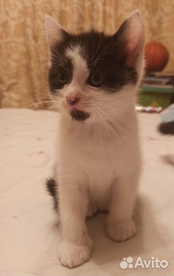 Котята в добрые руки даром