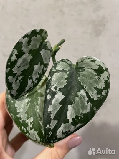 Сциндапсус