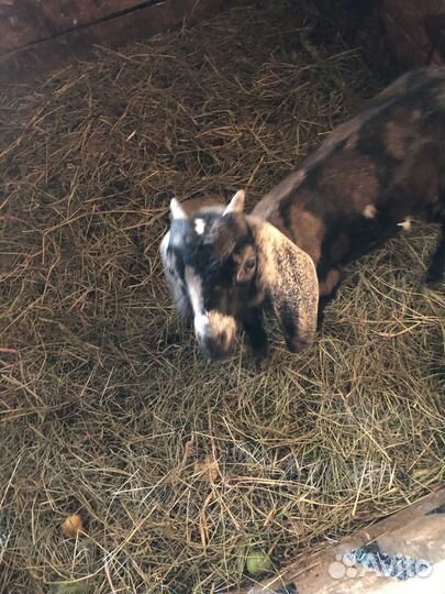 Нубийские козлята