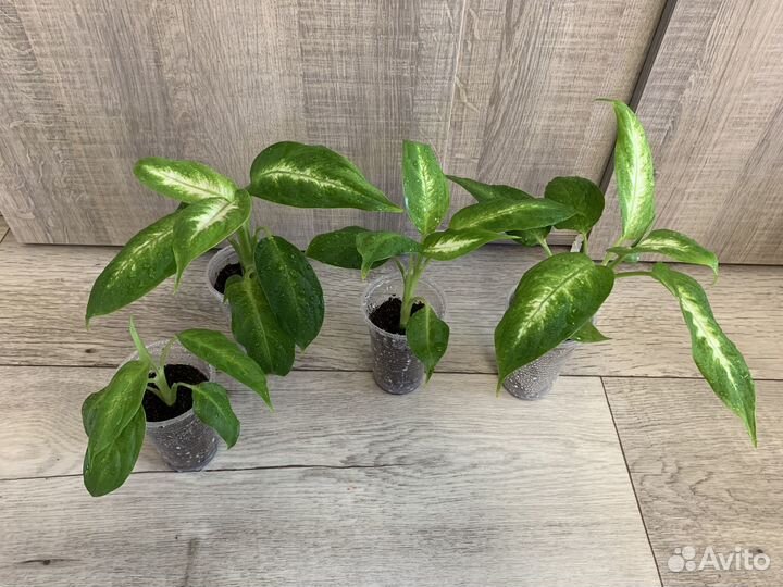 Строманта триколор/ Диффенбахия Камилла