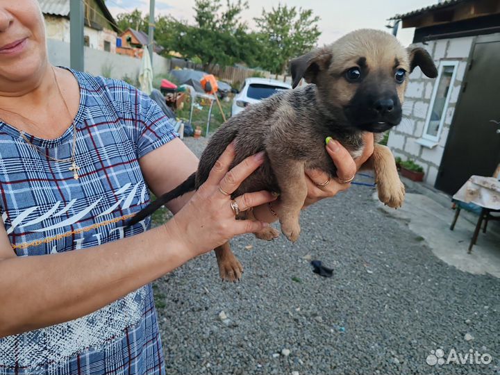 Щенок в добрые руки