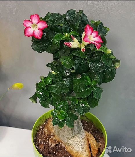 Адениум мини