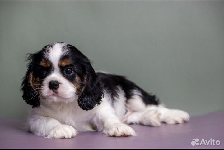 Щенки Кавалер Кинг чарльз спаниель