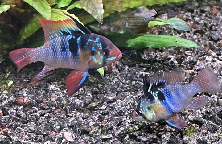 Апистограмма Рамиреса, электрик блю