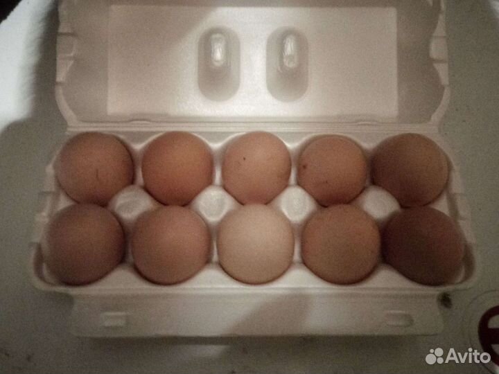 Инкубационные яйцо импорт и россия