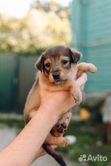 Щенки в добрые руки
