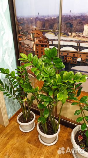 Замиокулькас