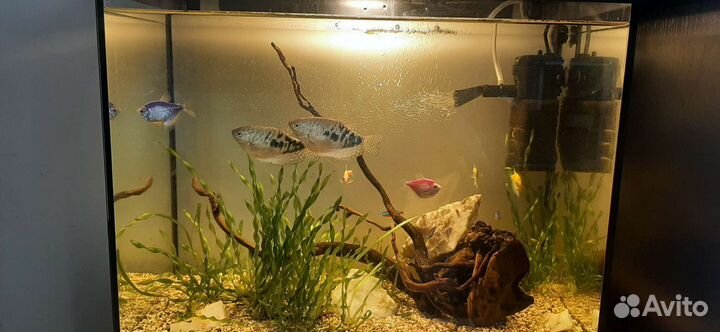 Гурами мраморный