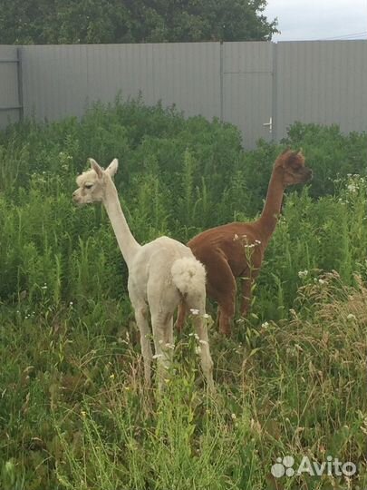 Альпаки