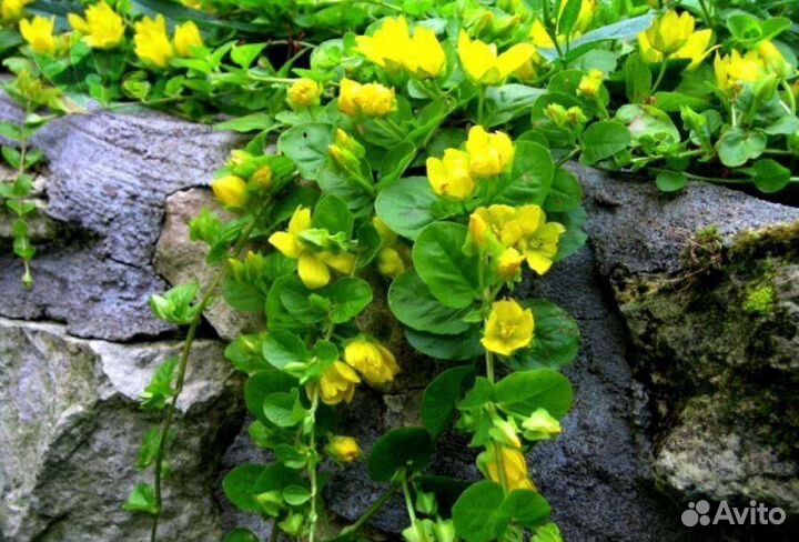 Вербейник монетчатый