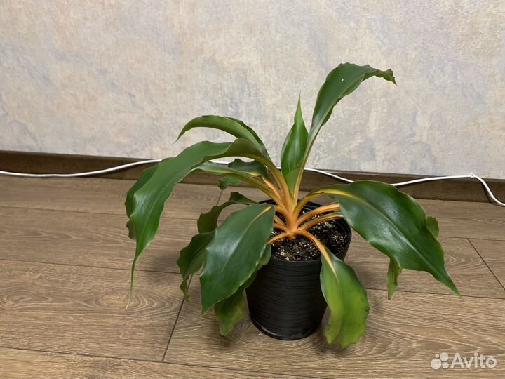 Хлорофитум оранж