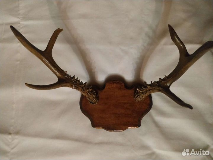 Рога оленя и косули на медальоне