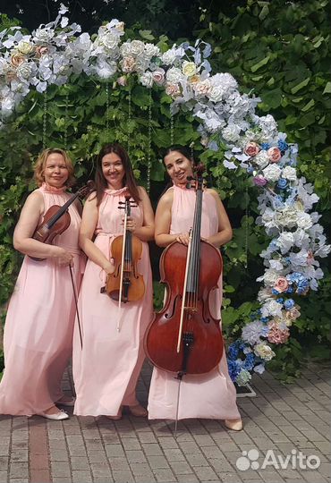 Музыканты на праздник, скрипка, виолончель,квартет
