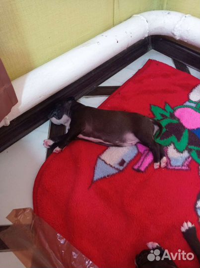 Собаки щенки