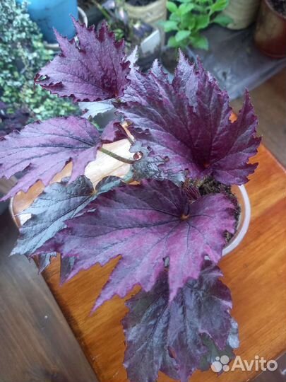 Бегония декоративнолиственная сортовая