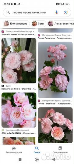 Герань пеларгония