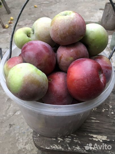 Яблоки домашние