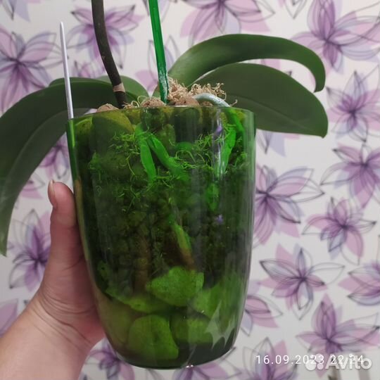 Орхидея фаленопсис Apple Blossom