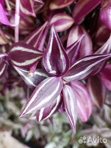 Традесканция Зебрина Burgundy / Purple Passion купить в Санкт ...