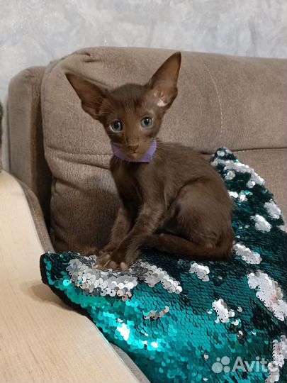 Ориентальные котята