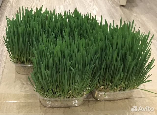Трава для кошек пророщенная купить в Казани | Животные и зоотовары | Авито