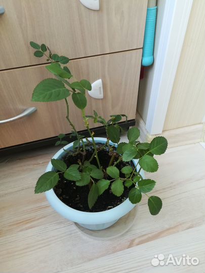 Роза в горшке