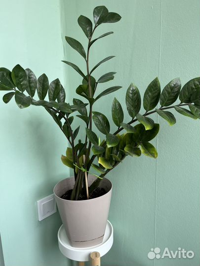 Замиокулькас