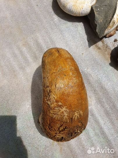 Окаменелости аммониты