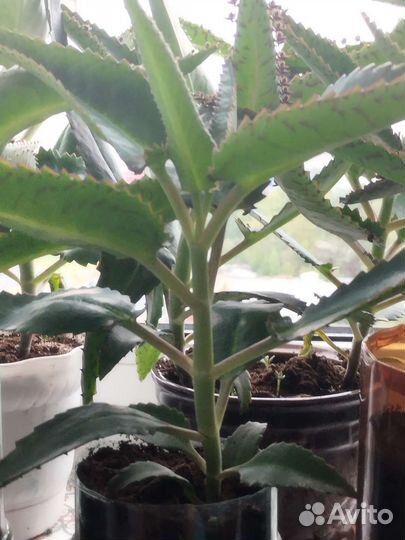 Каланхоэ лечебное