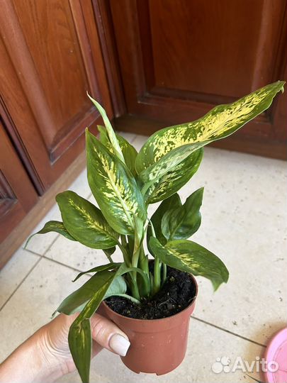 Диффенбахия и Драцена