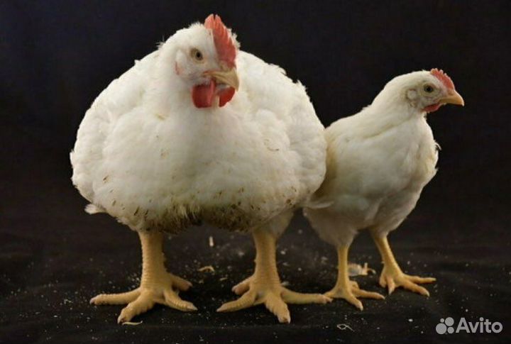Куры-Бройлеры домашние