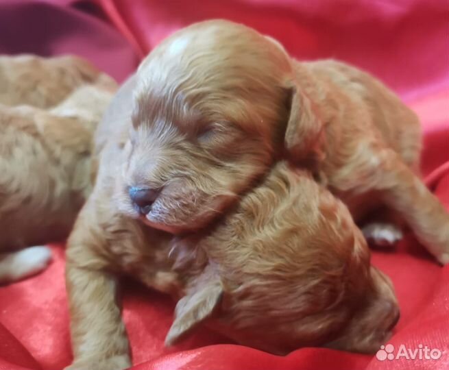 Щенок пудель