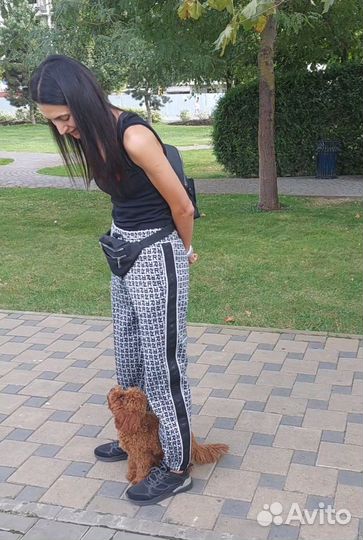 Кинолог, Зоопсихолог, дрессировка и воспитание