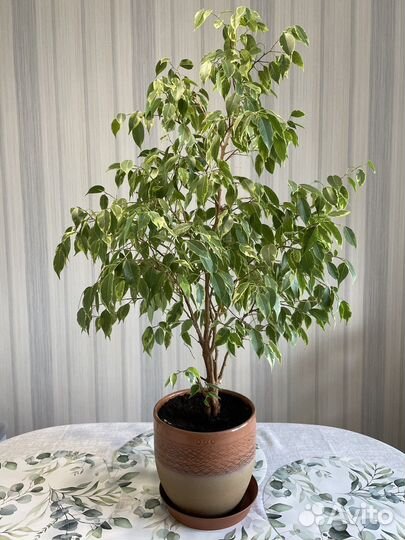 Фикус Бенджамина