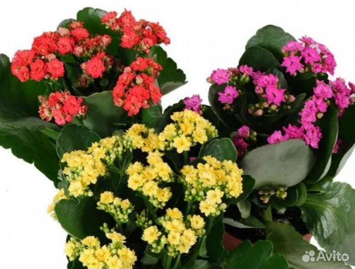 Каланхоэ, хлорофитум