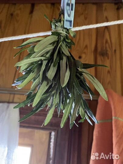 Лист облепихи, лесной малины