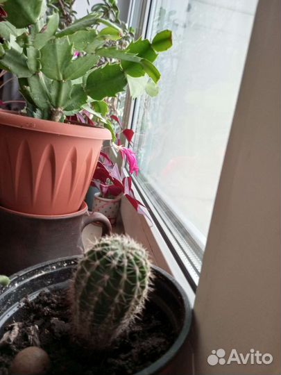 Кактус домашний