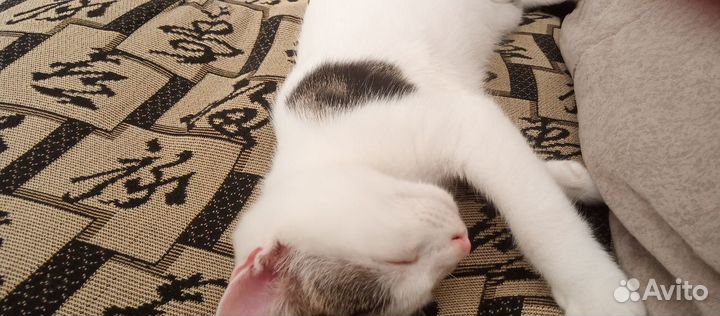 Котик подросток в добрые руки