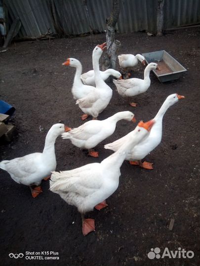 Инкубационное яйцо гусиное