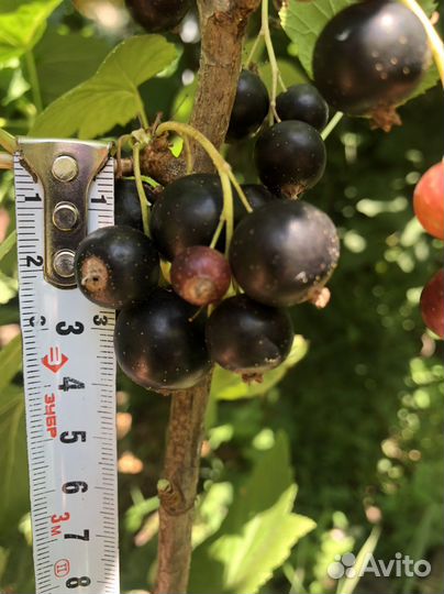 Ирга,клубника,малина,смородина