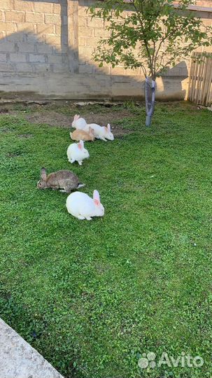 Кролики.Крольчата