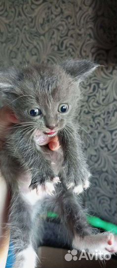 Кошка в дар бесплатно