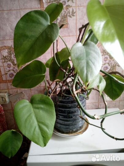 Монстера Карвинского