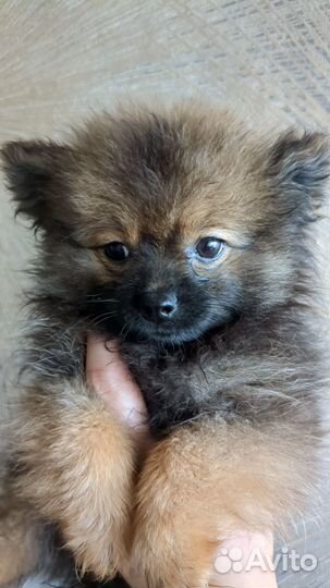 Малый немецкий шпиц