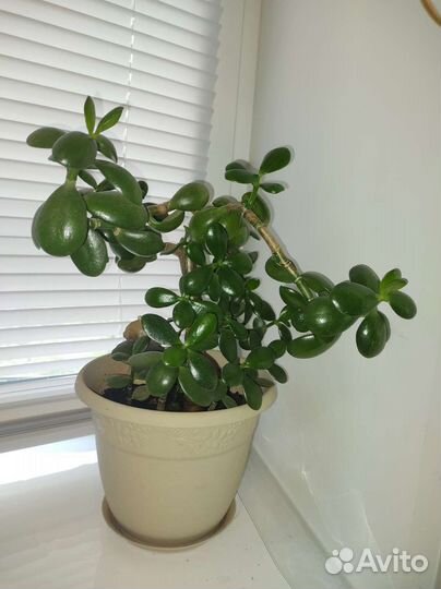 Толстянка + 6 отростков Денежное дерево