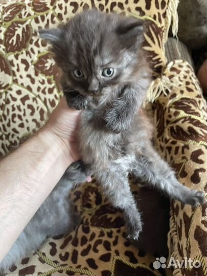 Котята 1 мес