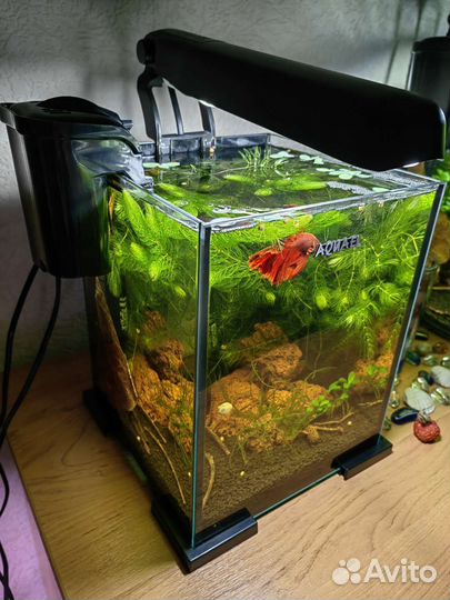 Аквариумные рыбки и растения