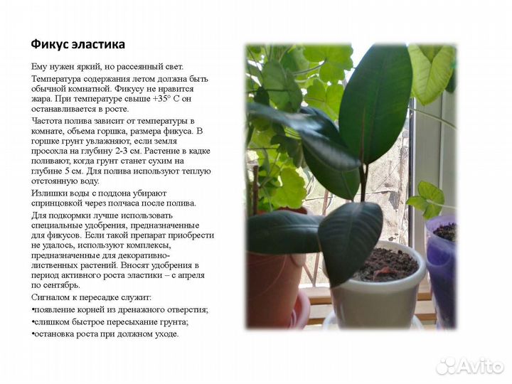 Комнатные растения цветы