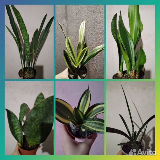 Комнатные домашние разные - 7