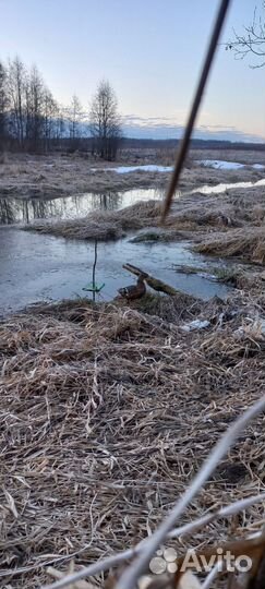 Подсадная кряква